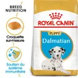 Royal Canin Dalmatian Puppy
