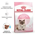 Royal Canin Mother & Babycat Croquettes Chat