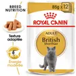 Royal Canin British Shorthair Adulte en sauce