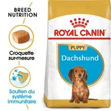 Teckel Chiot Croquettes Chien