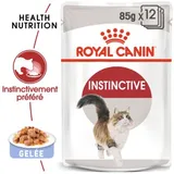 Instinctive Adult en gelée