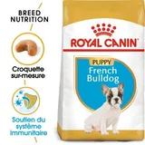 Bouledogues français Puppy