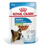 X-Small Puppy en sauce