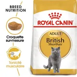 British Shorthair Adulte Croquettes Chat