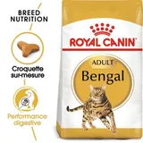 Bengal Adulte