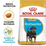 Rottweiler Puppy