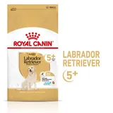 Labrador Retriever 5+ Adult
