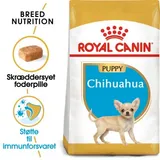 Chihuahua Puppy