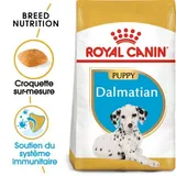 Dalmatian Puppy