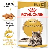 Maine Coon Adult en sauce