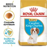 Cavalier King Charles Chiot Croquettes Chien