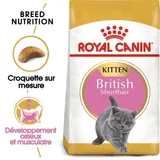 British Shorthair Chaton Croquettes Chat