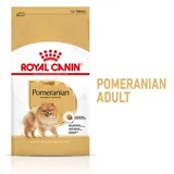 Pomeranian Adult