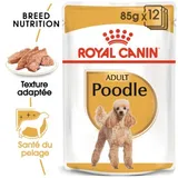 Caniche Adulte en Sauce