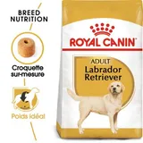 Labrador Retriever Adulte