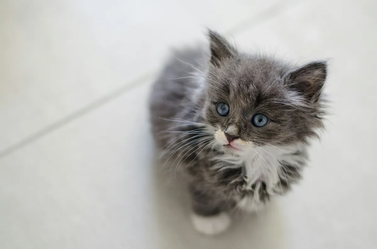 Nourrir un chaton : quelle quantité par jour, de 1 à 12 mois